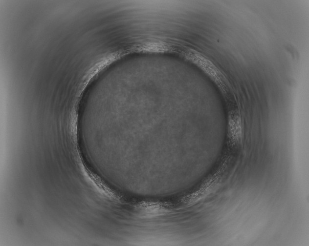 X0000112510534200908171335