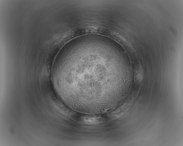 X0000112510661200908171334