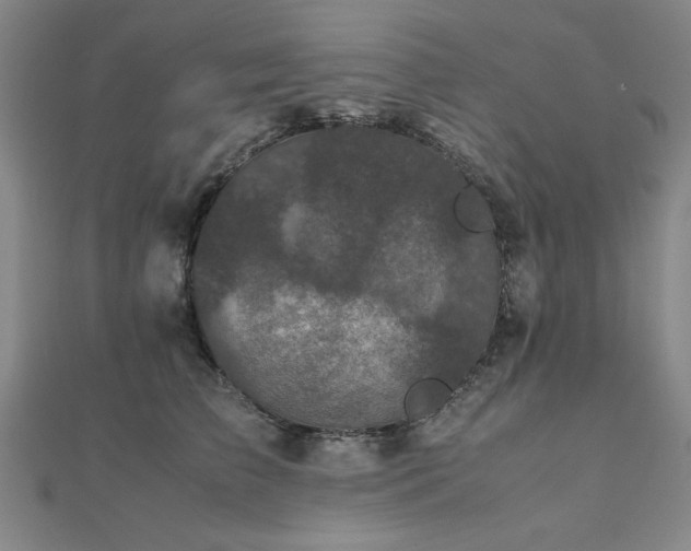 X0000112510709200908171333