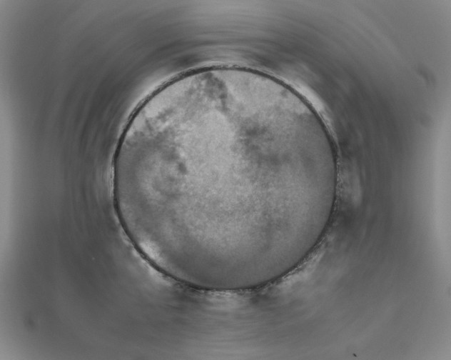 X0000112510807200908171332