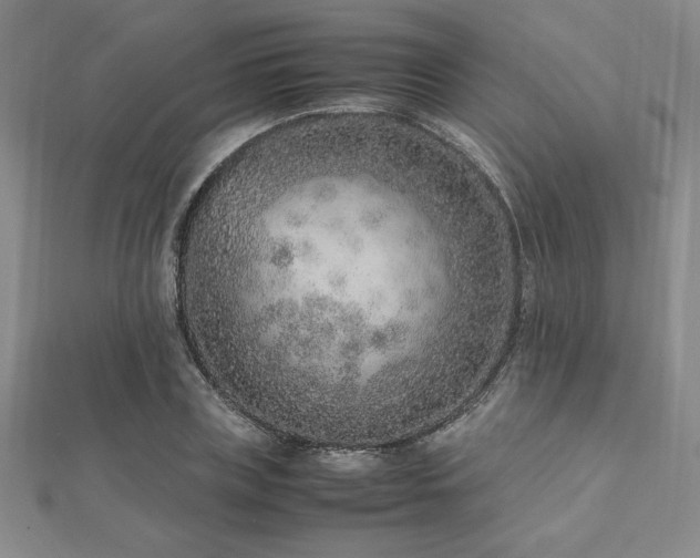 X0000112510835200908171332