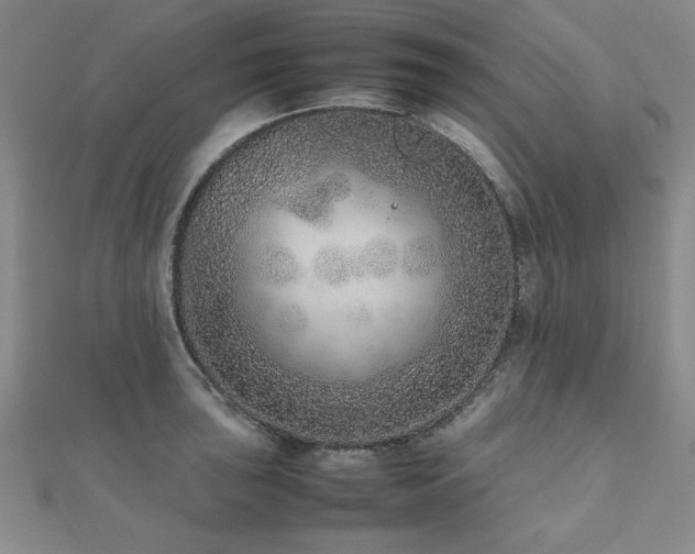 X0000112511043200908171329