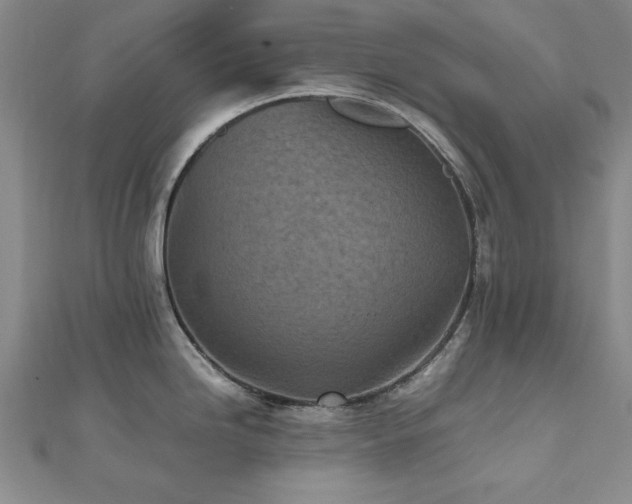 X0000112511246200908171327