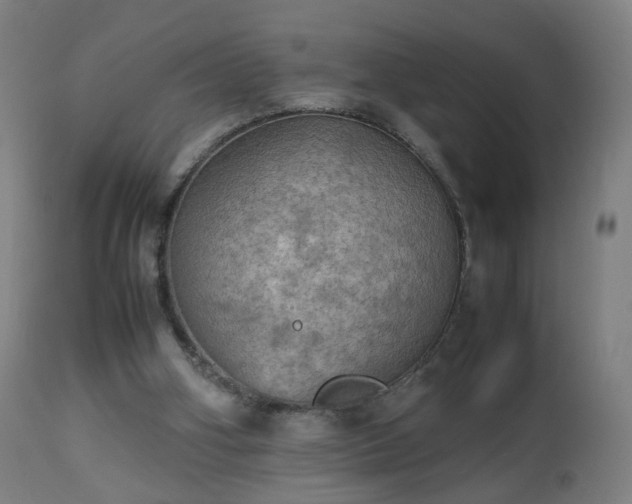 X0000112510106200908241429