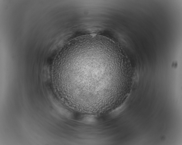 X0000112510182200908241429