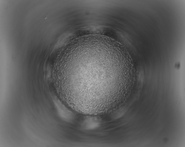 X0000112510185200908241429