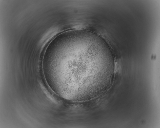 X0000112510243200908241427