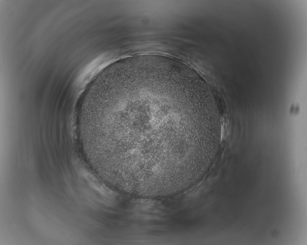 X0000112510339200908241425