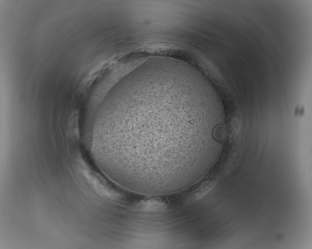 X0000112510644200908241421