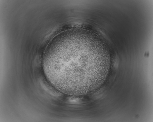 X0000112510661200908241421