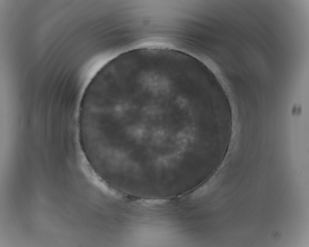 X0000112510864200908241418