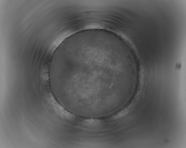 X0000112510929200908241416