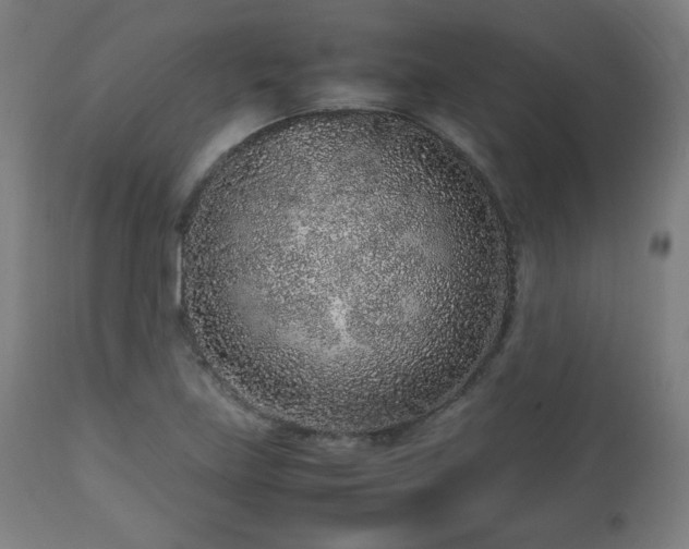 X0000112511219200908241411