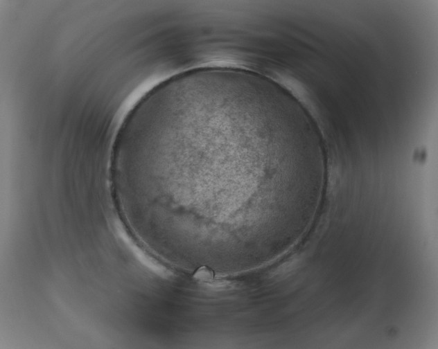 X0000112511331200908241410