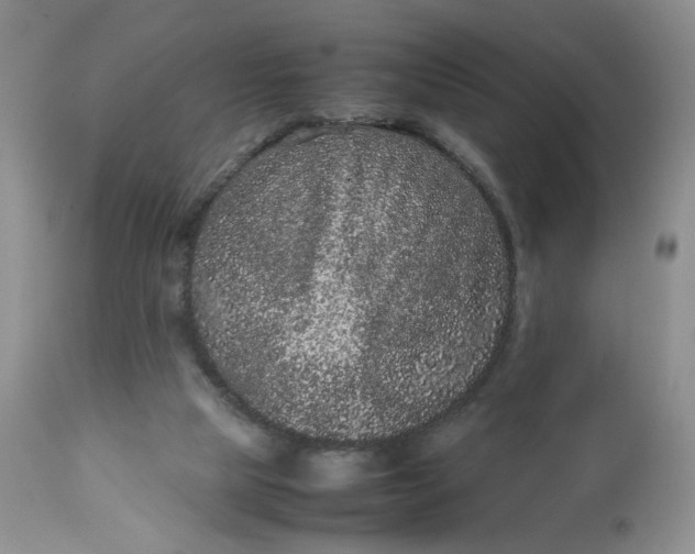 X0000112510065200908311343