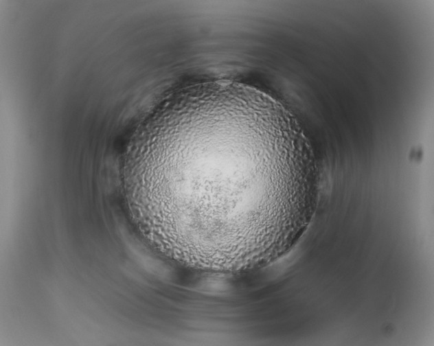 X0000112510182200908311342