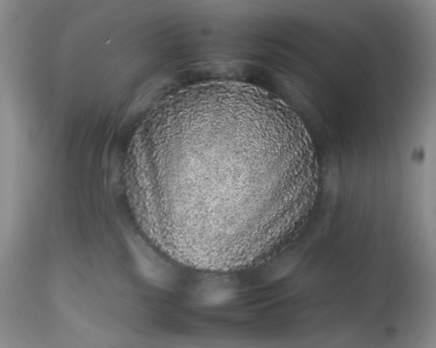 X0000112510185200908311342