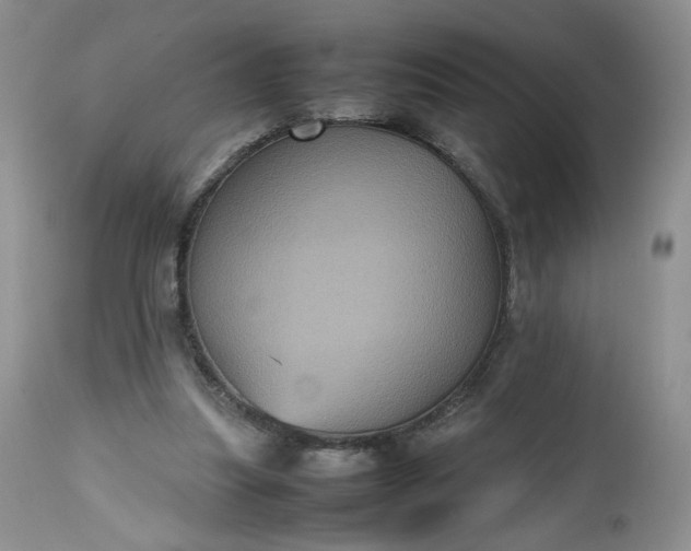 X0000112510251200908311339