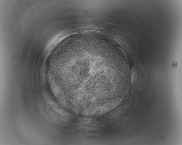 X0000112510339200908311338