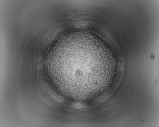 X0000112510561200908311335