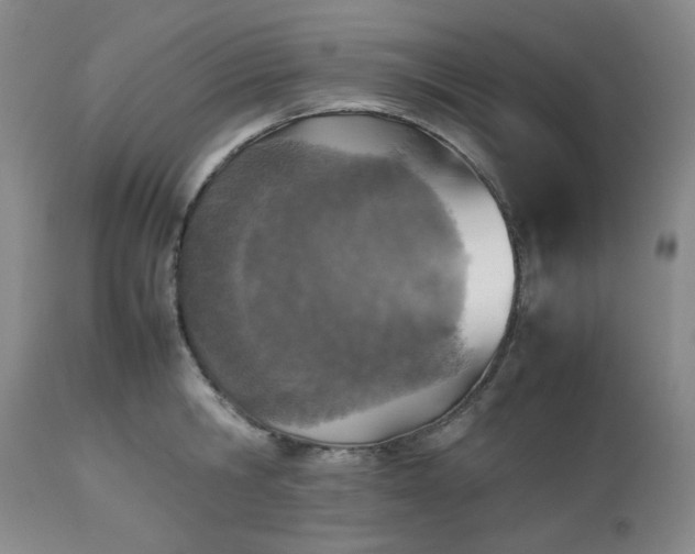 X0000112510806200908311331