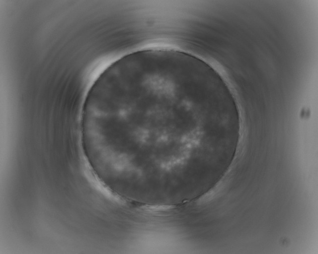 X0000112510864200908311331