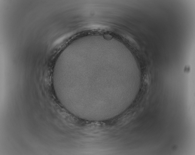 X0000112510869200908311330