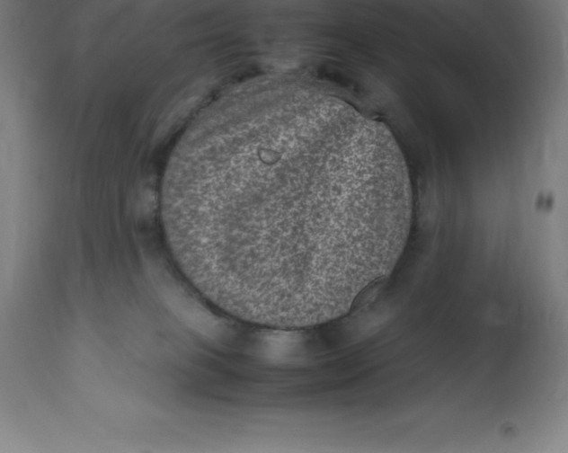 X0000112510085200909071319