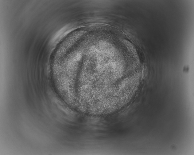 X0000112510339200909071314