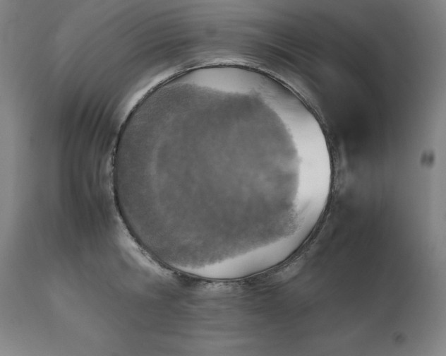 X0000112510806200909071307