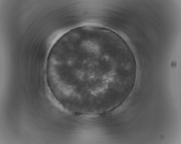 X0000112510864200909071306