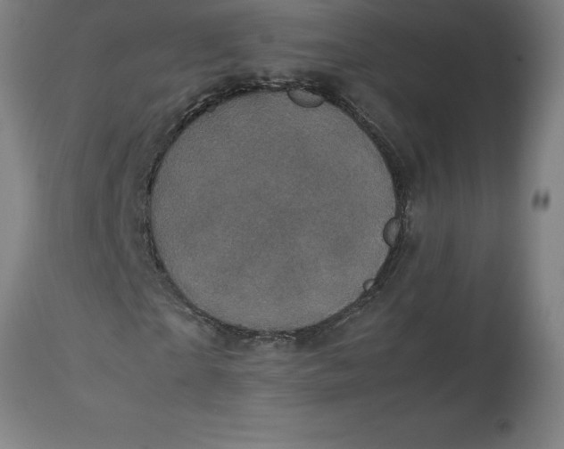 X0000112510865200909071306