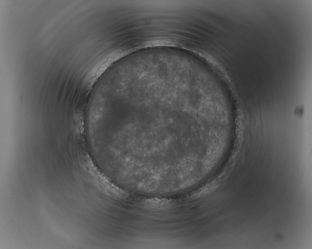 X0000112510929200909071305