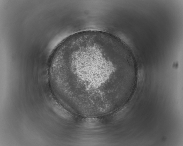 X0000112511310200909071259