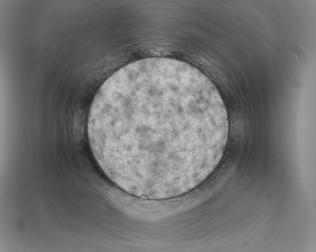 X0000112510030200909281005