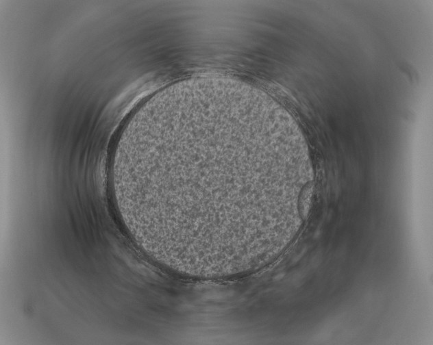 X0000112510290200909281001