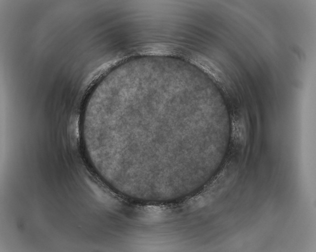 X0000112510302200909281001