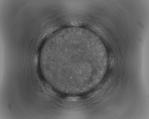 X0000112510595200909280957