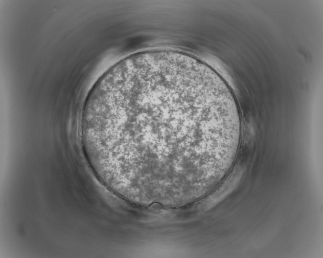 X0000112511101200909280950