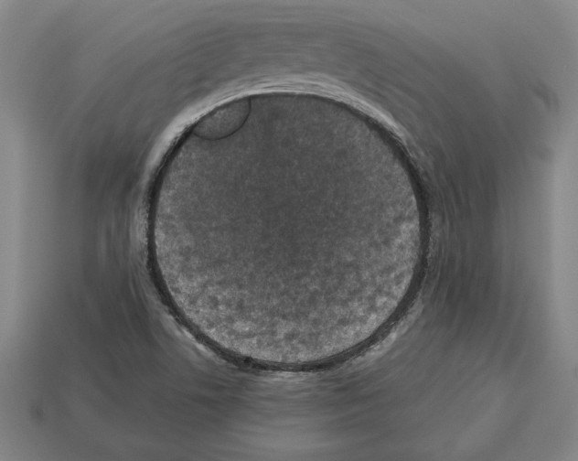 X0000112511506200909280944