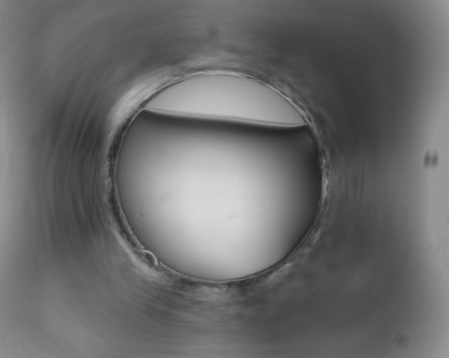 X0000112520245200908171119