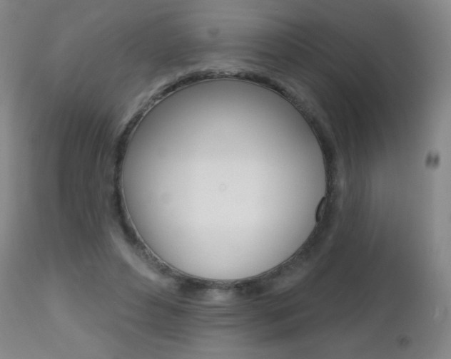 X0000112520496200908171116