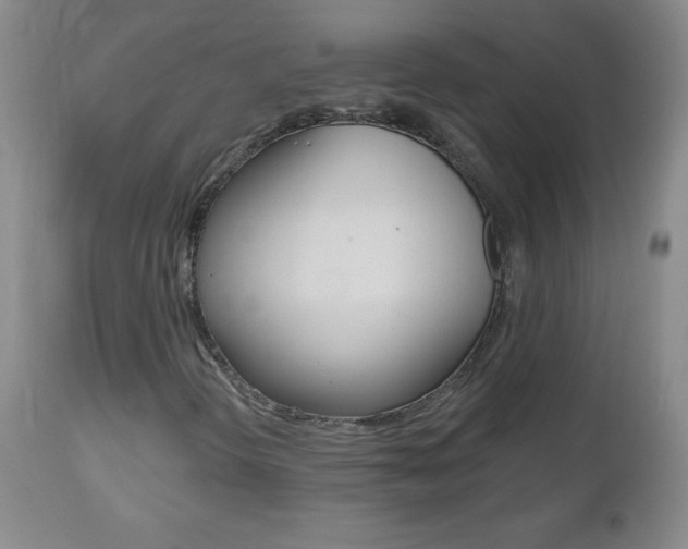 X0000112521298200908171102