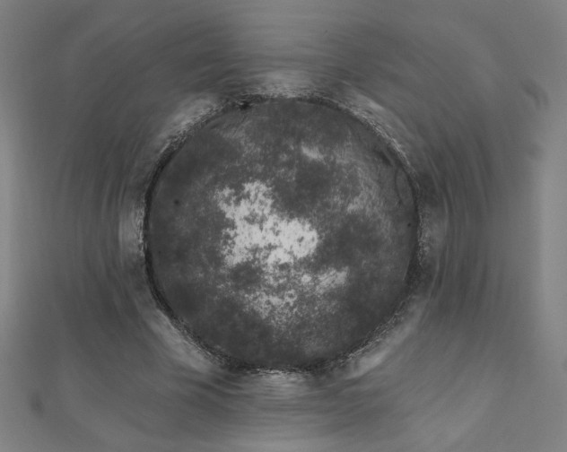 X0000112520585200908171356