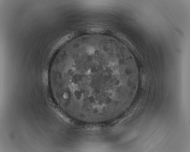 X0000112520729200908171354