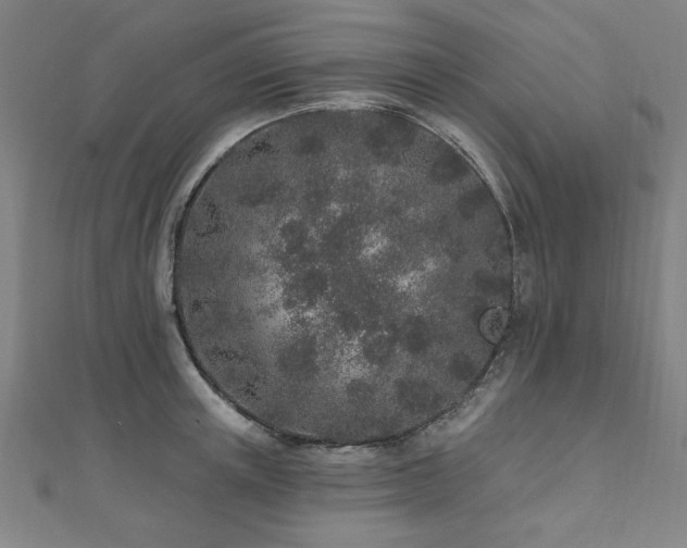 X0000112520851200908171353