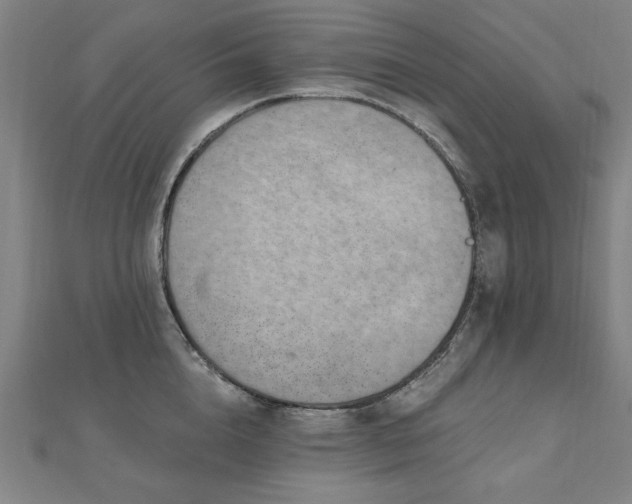 X0000112520856200908171353