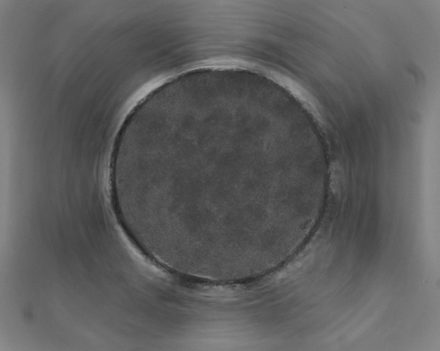 X0000112521229200908171347