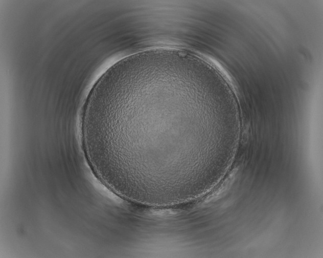 X0000112521243200908171348