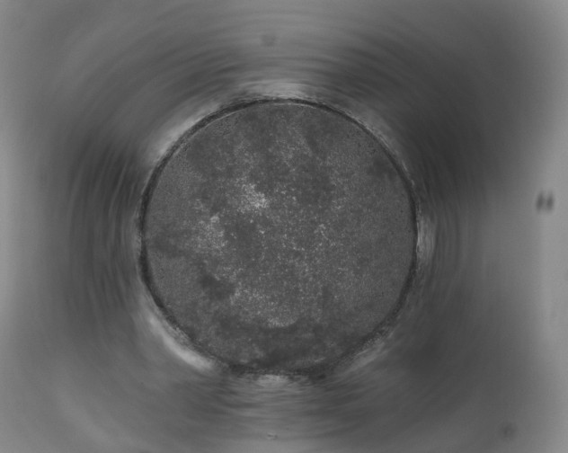 X0000112520390200908241450
